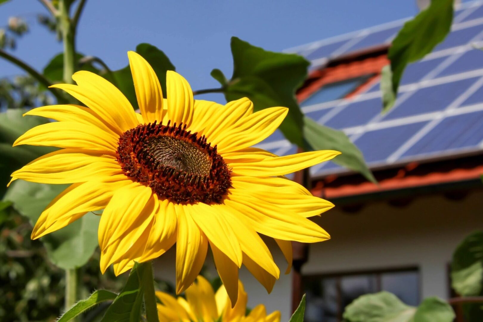 A sunflower with leaves and a house in the background.